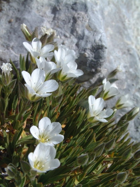 Mcneillia (=Minuartia) graminifolia subsp. rosanoi / Minuartia di Rosano